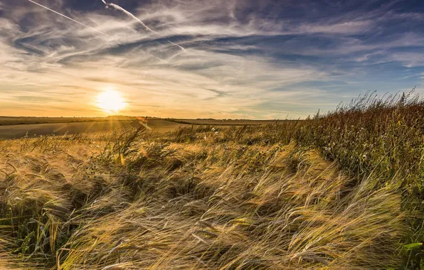 Картинка поле, лето, закат, природа