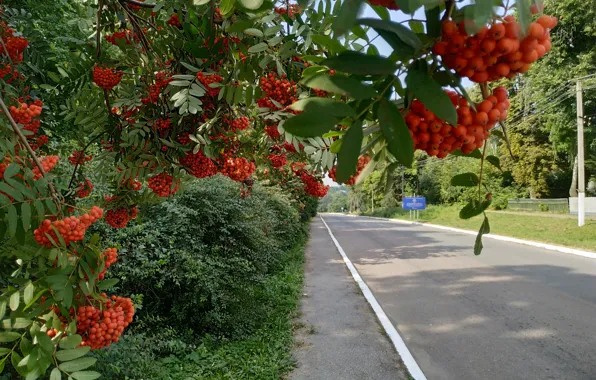 Дорога, Рябина, Листва