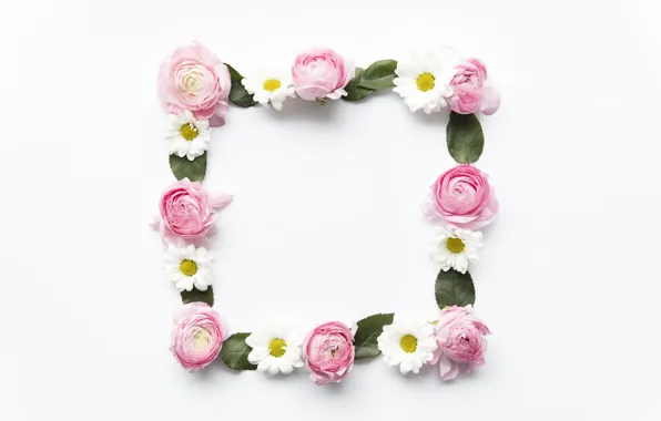 Картинка цветы, ромашки, розовые, pink, flowers, пионы, peonies, camomile