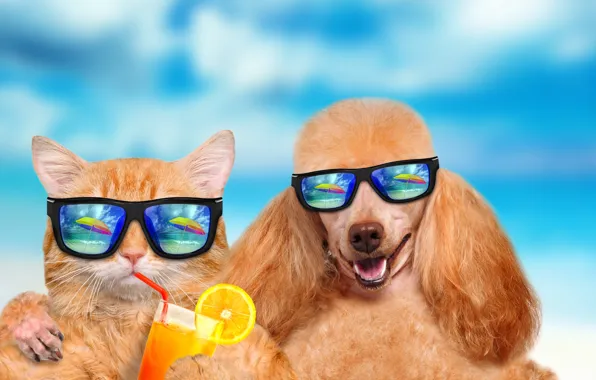 Картинка summer, cat, dog, vacation