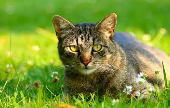 Зелень, кошка, лето, трава, кот, взгляд, свет, цветы