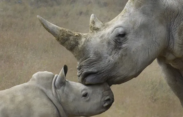 Картинка природа, фон, носороги
