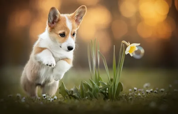 Картинка цветок, собака, корги