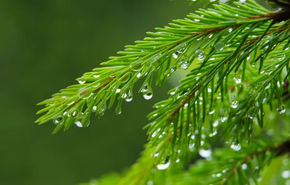 Water, drops, spruce, twig