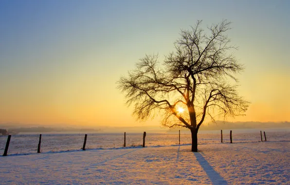 Картинка зима, солнце, снег, дерево