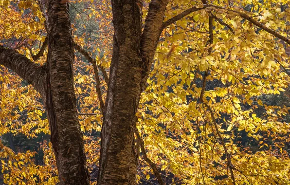 Осень, листья, дерево, ствол