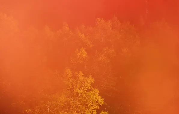 Картинка осень, лес, деревья, дымка
