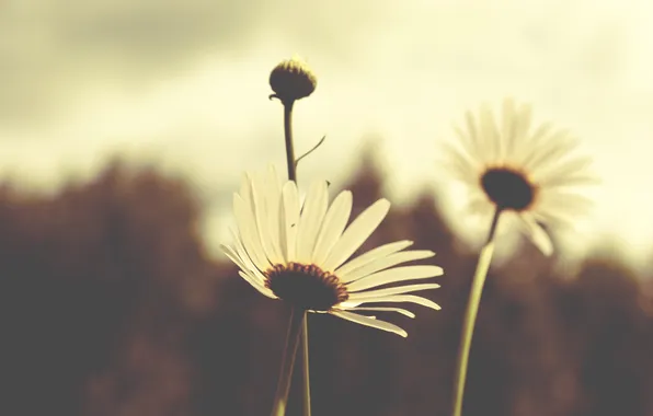 Цветы, ромашки, лепестки, белые