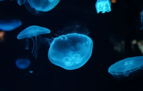 Картинка вода, медузы, красиво