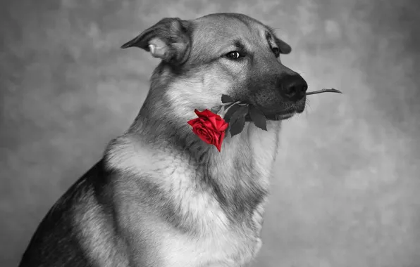 Картинка взгляд, фото, роза, собака, Nikita Tikkа