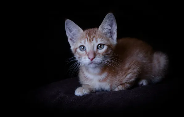 Картинка кошка, взгляд, котенок, тёмный фон, рыжиё котёнок