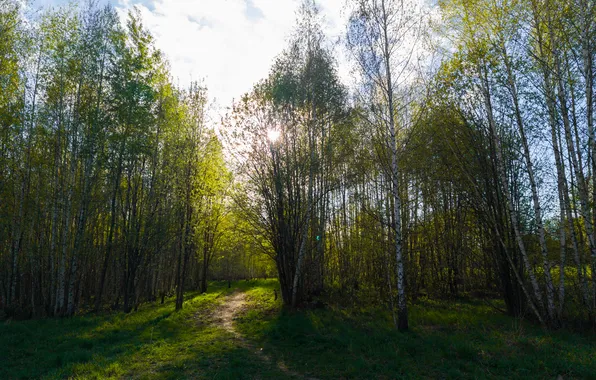 Лес, небо, трава, солнце, облака, свет, деревья, природа