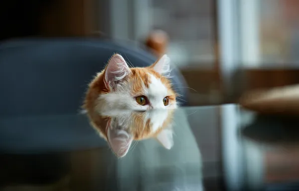 Картинка кошка, отражение, стол, выглядывает, бело-рыжая