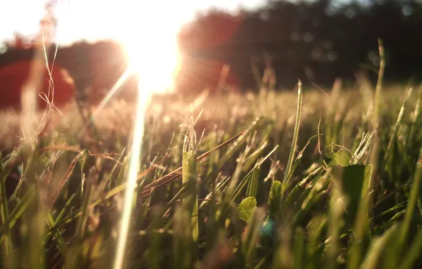 Трава, природа, Макро, солнечные лучи