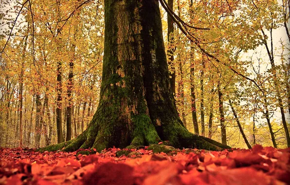 Картинка осень, природа, дерево, листва, ствол