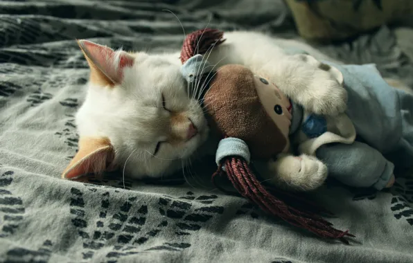 Картинка котенок, игрушка, спит, by LadyWilmor