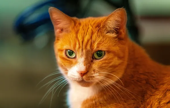 Картинка кошка, взгляд, портрет, мордочка, рыжая