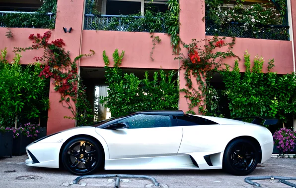 Белый, Lamborghini, white, ламборджини, murcielago