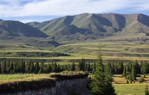 Картинка ели, горы, лес