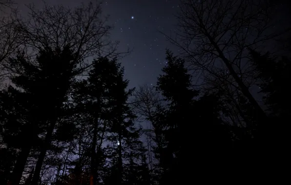 Ночь, небо, звёзды, природа, деревья, лес