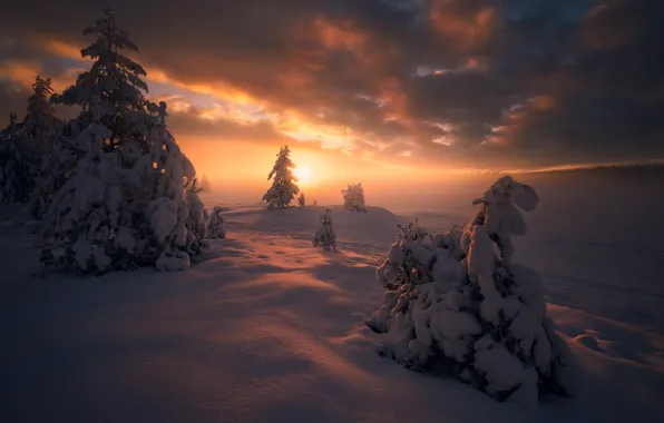 Зима, снег, деревья, закат, ели, Норвегия, сугробы, Norway