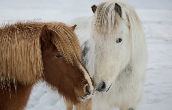Зима, природа, Icelandic ponies
