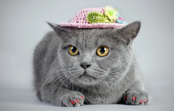 Картинка кошка, взгляд, шляпка