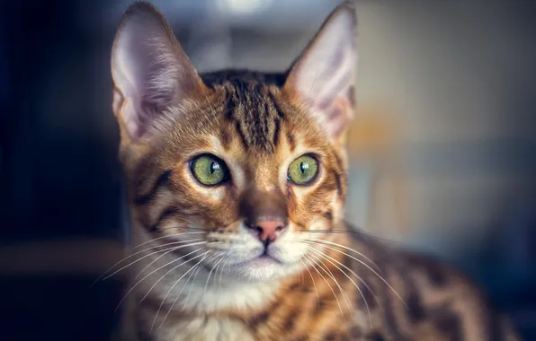 Картинка кот, взгляд, морда, бенгальский