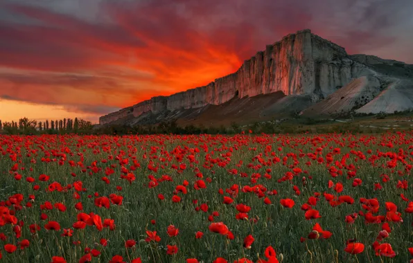 Картинка поле, закат, цветы, скала, маки, луг, Россия, Крым