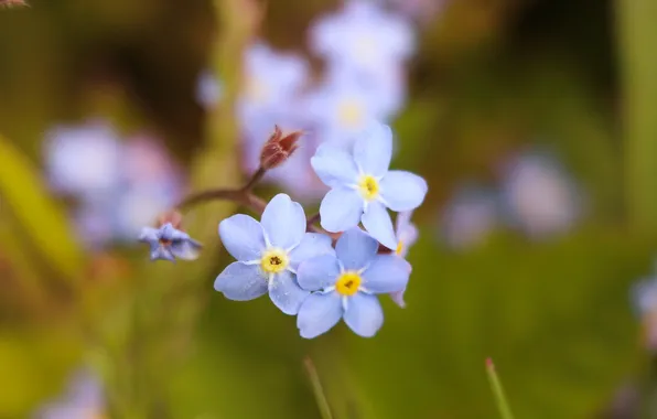 Blue, garden, blooming