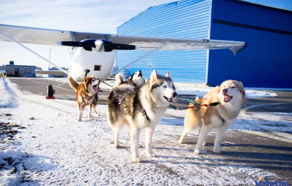 Winter, Dogs, Energo5, plene
