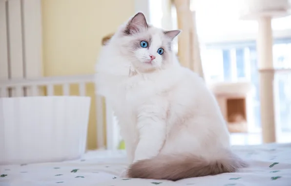 Кошка, кот, взгляд, поза, мордашка