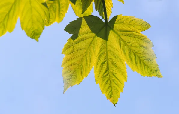 Spring, leaf, plant, twig