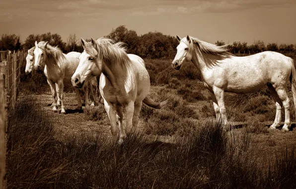 Картинка лето, трава, взгляд, свет, конь, лошадь, забор, кони