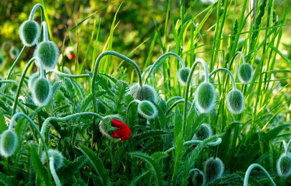 Green, field, spring, poppy