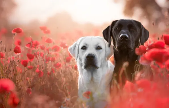 Картинка цветы, собака, взгляд, морды, парочка, поляна, две, настроение