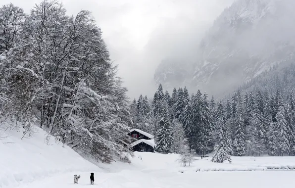 Картинка зима, собаки, горы, туман, дом
