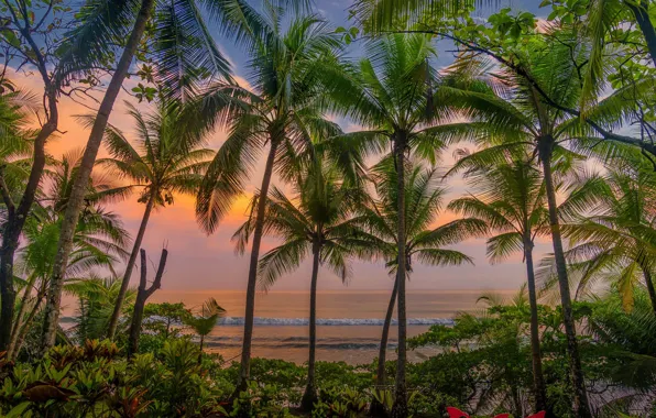 Картинка закат, цветы, пальмы, вечер, Карибы, Коста-Рика