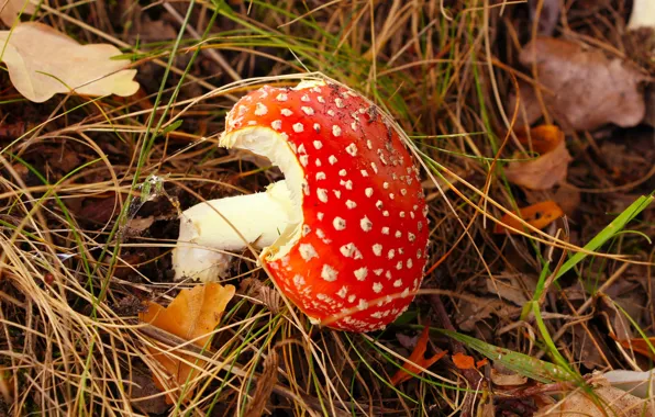 Forest, autumn, mushroom, litter, toadstool