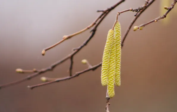 Tree, plant, twig
