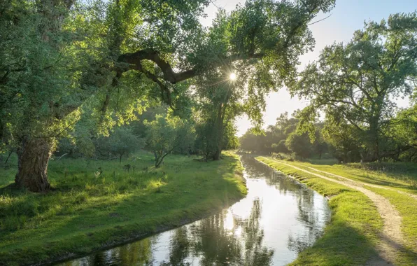 Картинка зелень, река, весна