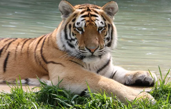 Картинка кошка, трава, вода, амурский тигр
