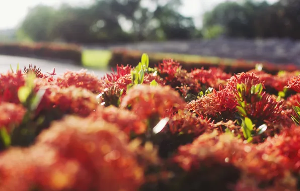 Солнце, цветы, оранжевый, лепестки
