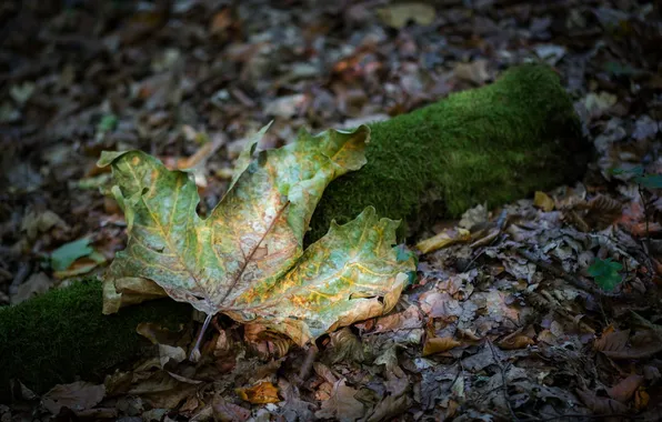 Картинка осень, лес, листья, природа