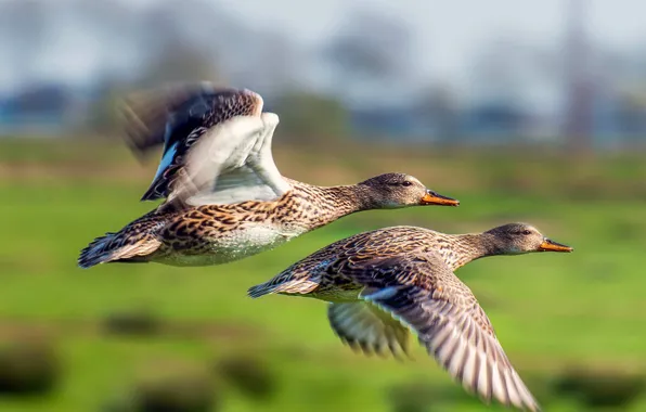Картинка animals, birds, wildlife, flying ducks