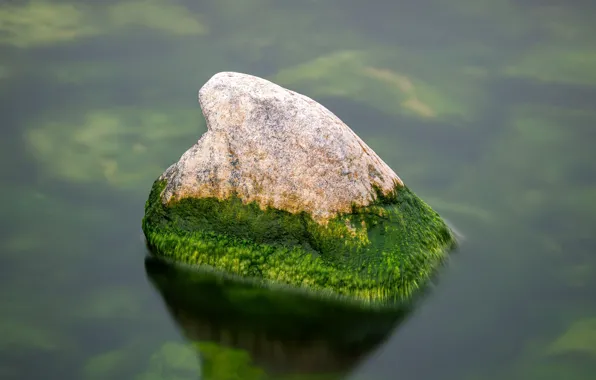 Картинка вода, камень, мох, водоём