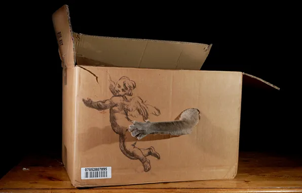 Кот, коробка, игра, рисунок, лапа, когти, черный фон, поймал