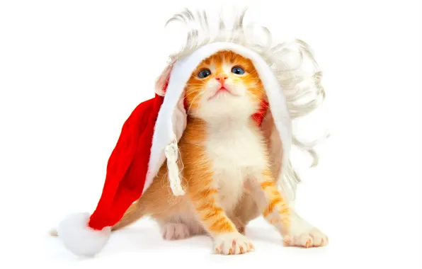 Картинка котенок, белый фон, ноый год