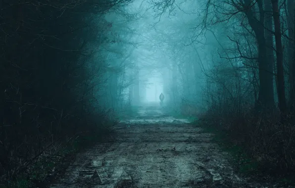 Картинка дорога, лес, деревья, природа, туман, человек, собака