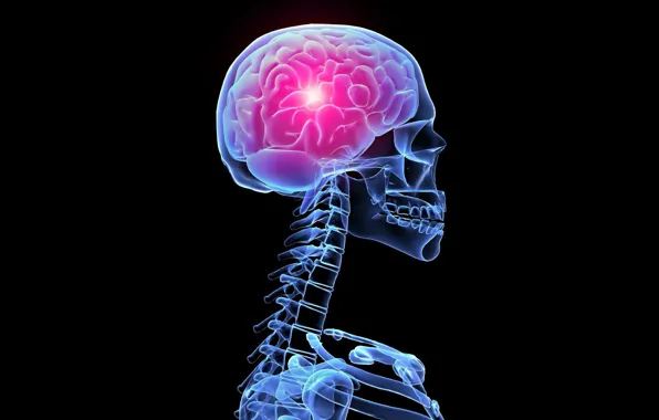 Свечение, скелет, рентген, мозг, skeleton, the glow of X-rays, the brain